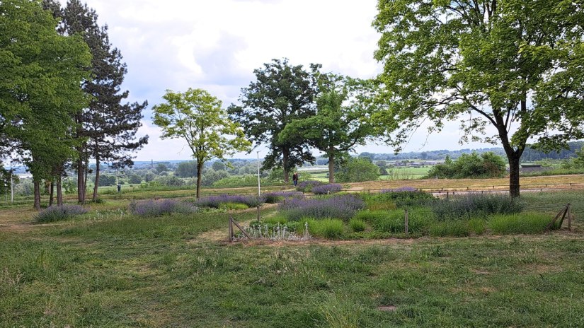 Grasveld Barbarossastraat (mei 2025)