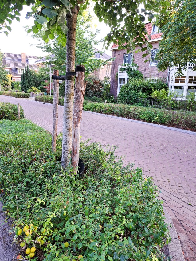 Vergroening Emmalaan (augustus 2025)