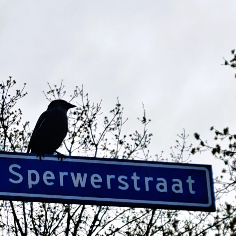 Kauw op straatnaambord Sperwerstraat (maart 2026)