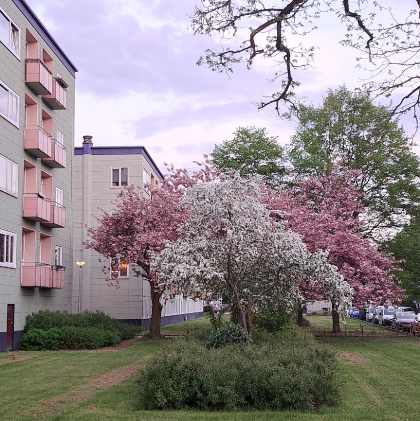 Wijnbesstraat; in de jaren 0 zijn de appartementen geschilderd, waarbij elke rij een aparte kleur heeft (april 2026)