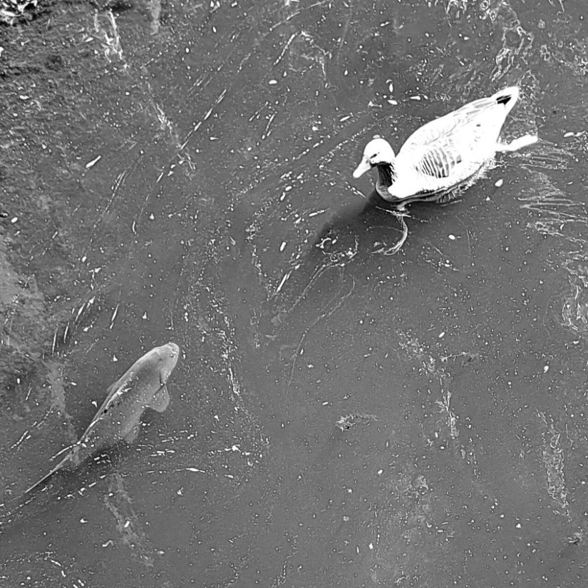 Vis en eend Kronenburgerpark